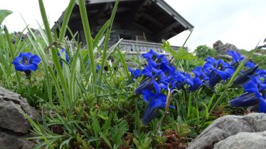 Il sentiero dei fiori alpini, © Kitzbühel Tourismus