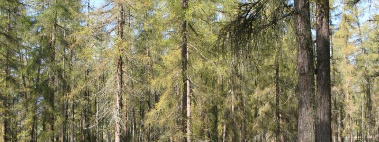 Bike Trail Tirol, © Tirol Werbung