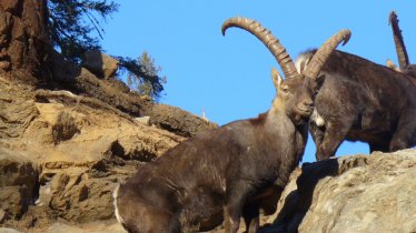 Parco faunistico di Assling, © Erlebniswelt/Wildpark Assling