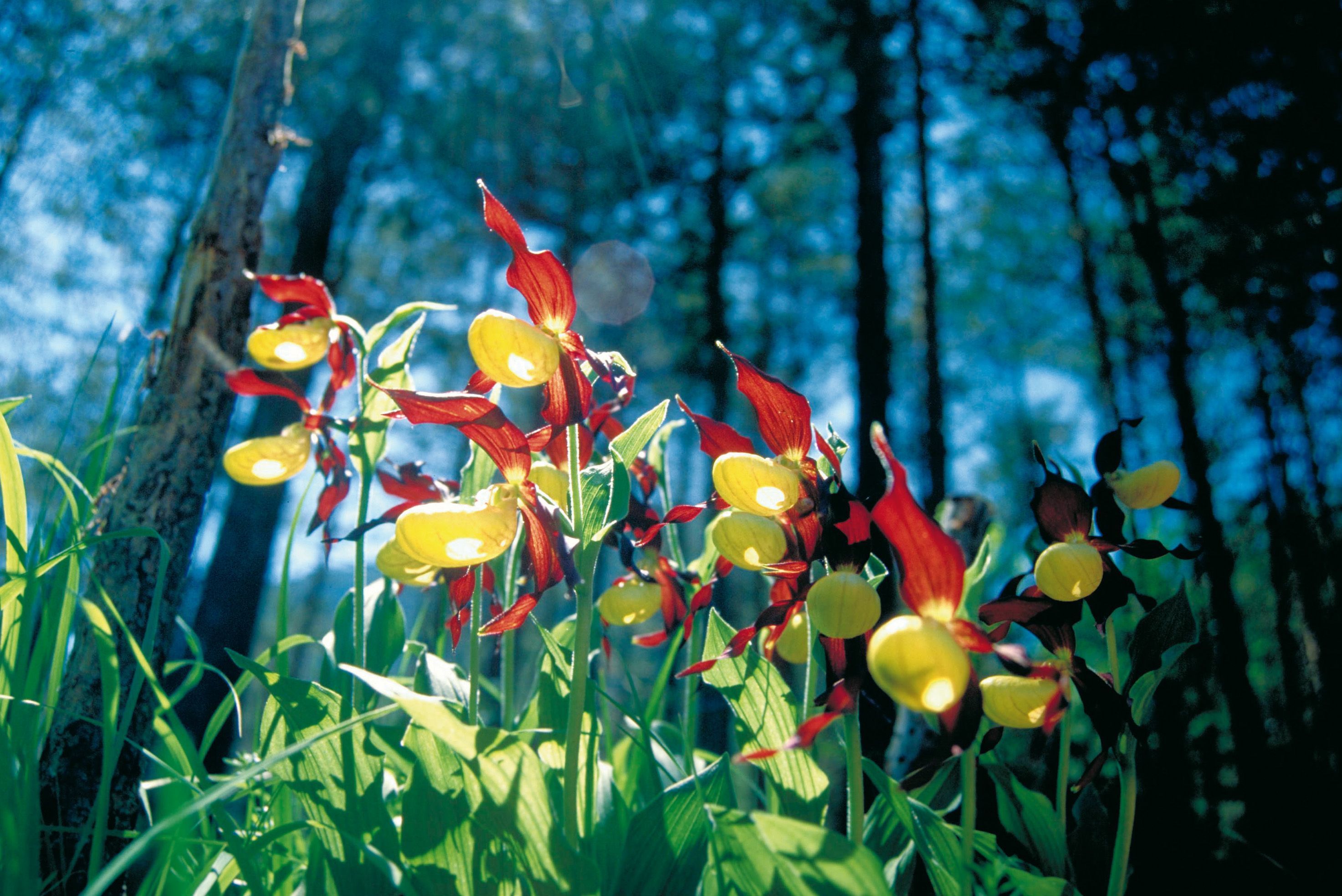 Mehrere gelb-rote Frauenschuhblüten im Wald, ähnlich wie Orchideen