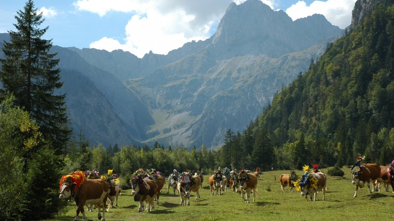 La transumanza dalla Gramaialm verso Pertisau, © Gramaialm