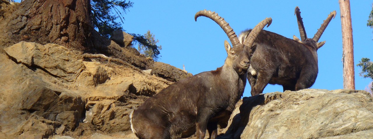 Parco faunistico di Assling, © Erlebniswelt/Wildpark Assling