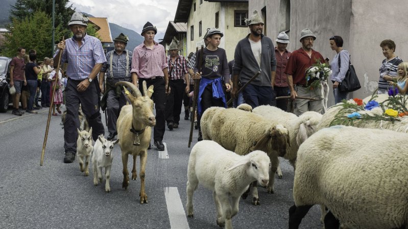 La transumanza Schafschied a Tarrenz, © Tirol Werbung/Jörg Koopmann