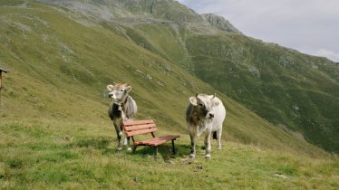 Il vitellone dello Stubai