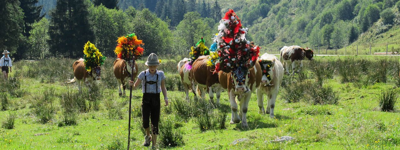 La transumanza nella regione Wildschönau, © Wildschönau Tourismus