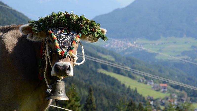 La transumanza dalle malghe Schlickeralm e Fronebenalm, © TVB Stubai Tirol