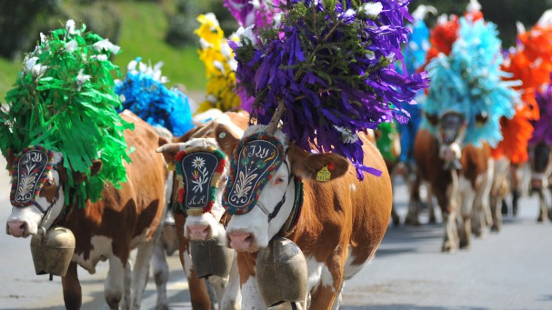 La festa della transumanza a Hopfgarten e Kelchsau nella valle Brixental, © Hannes Dabernig/TVB Kitzbüheler Alpen - Brixental