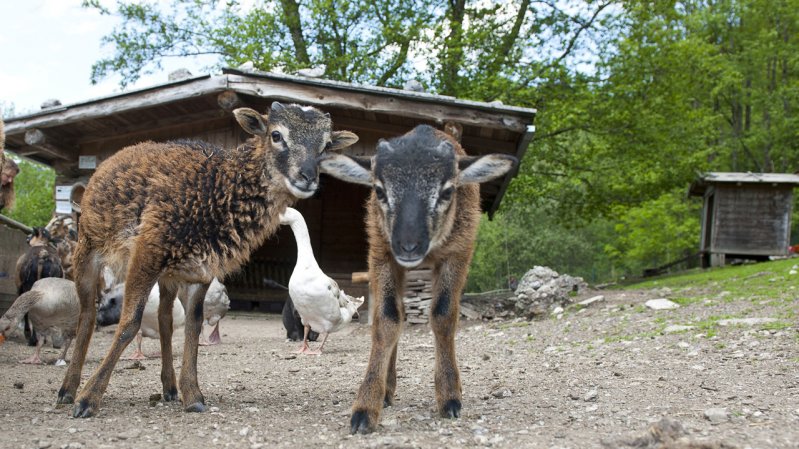 Zoo di specie rare Ebbs, © Ferienland Kufstein