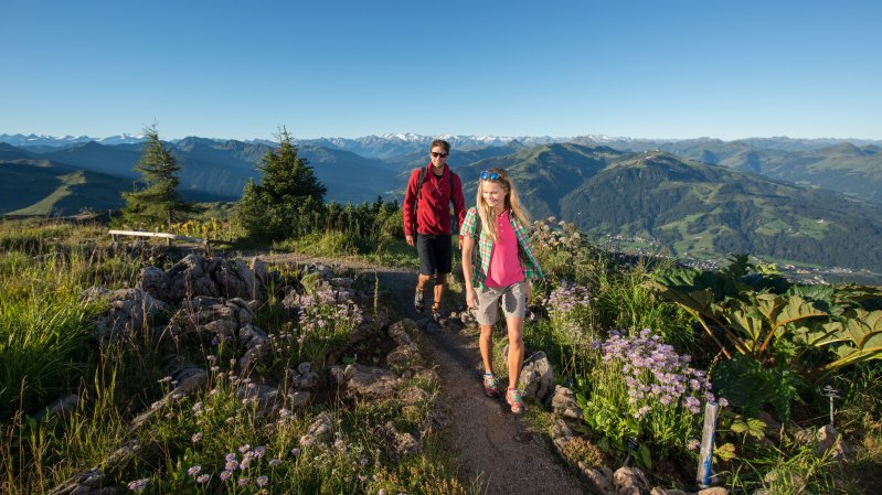 Il Giardino dei fiori alpini al Kitzbüheler Horn, © KitzSki / Werlberger