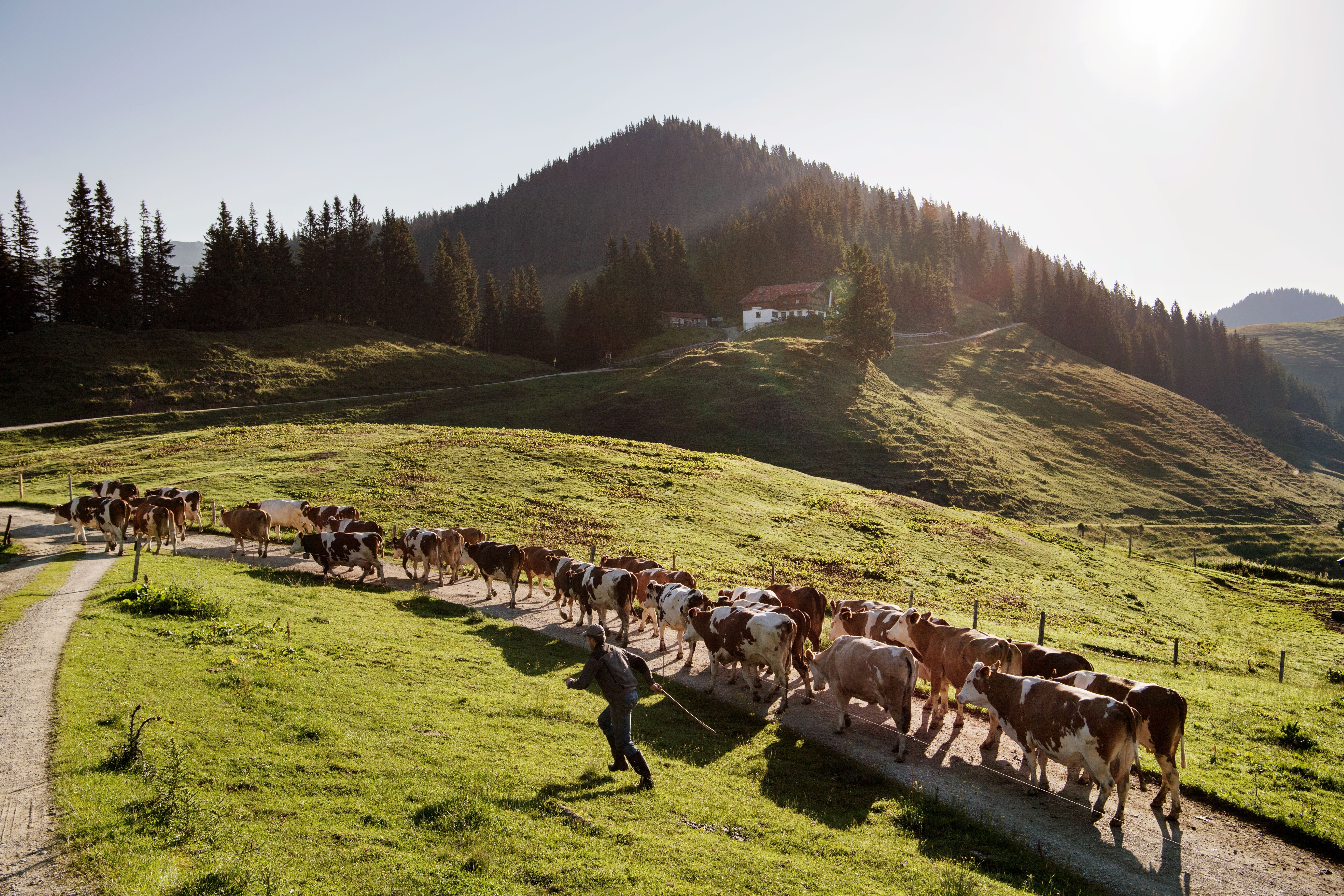 Kuherde wird von der Alm ins Tal getrieben