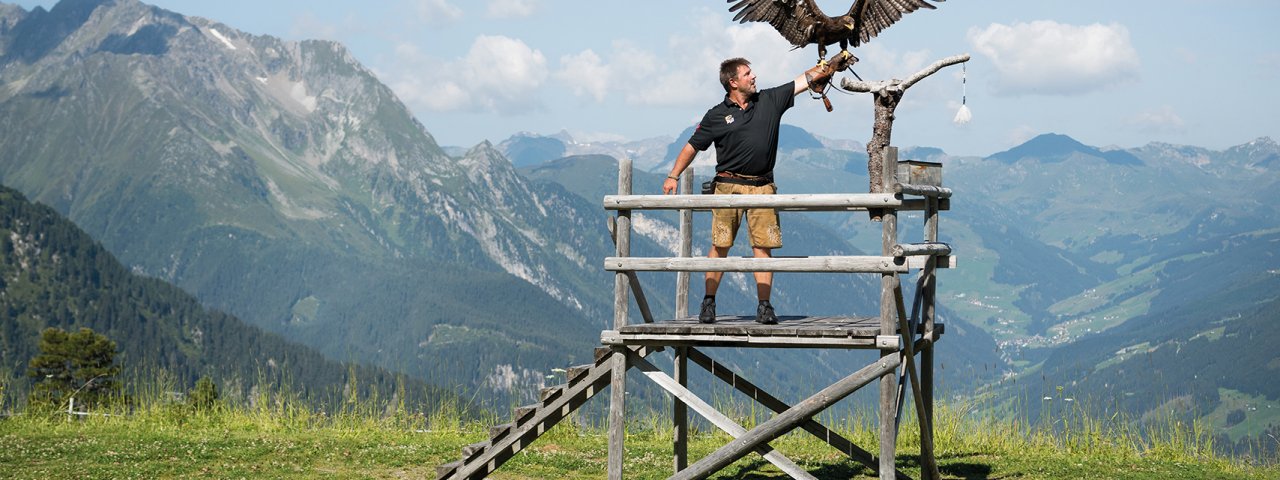 Spettacoli di uccelli rapaci all'Adlerbühne, © Mayrhofen Bergbahnen