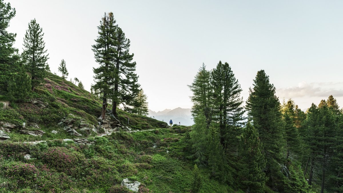 Sul sentiero Zirbenweg